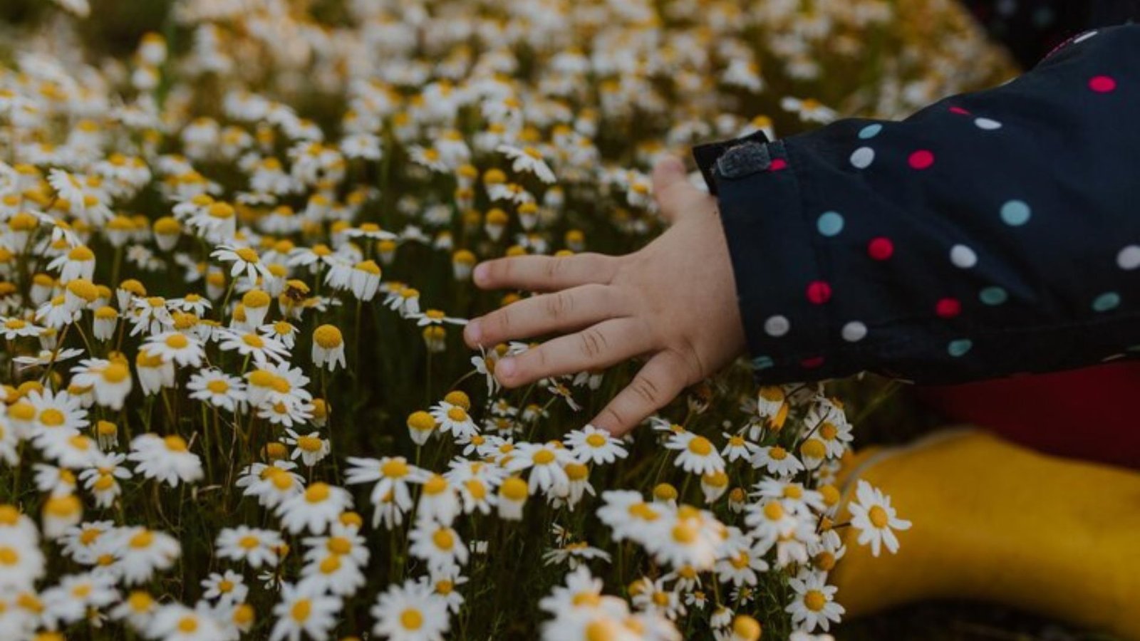 Daisies