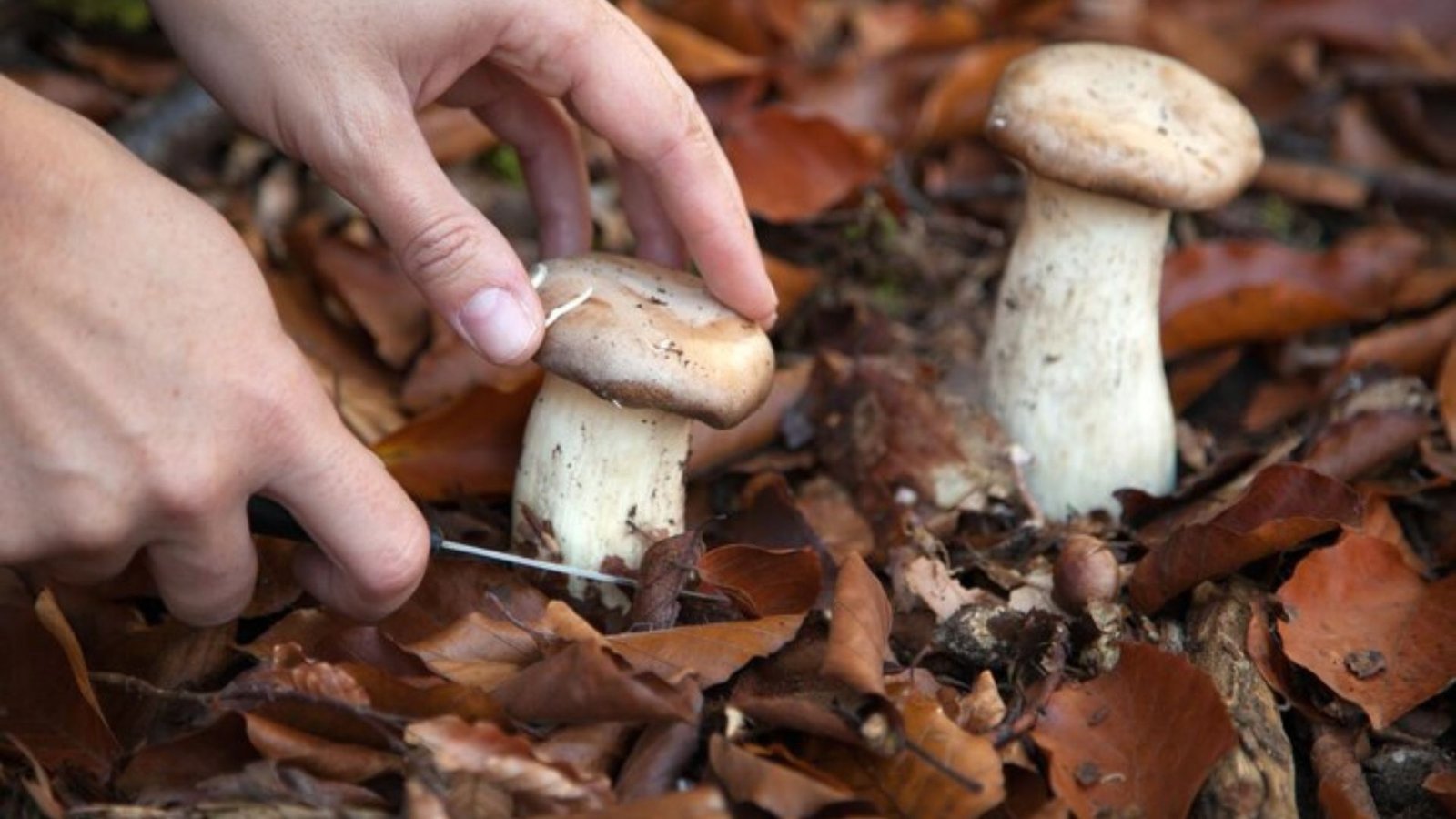 Ecuador Mushrooms