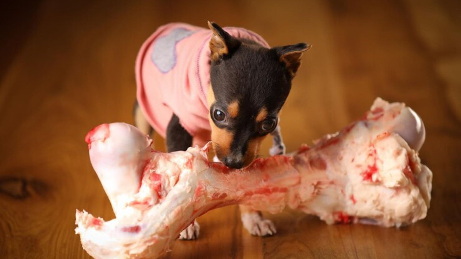 Can Dogs Eat Turkey Bones?